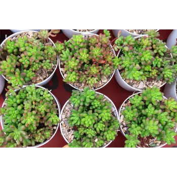 Succulent Plant
